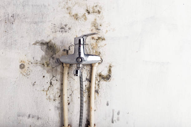 Best Same-Day Mold Removal  in Ashland, WI