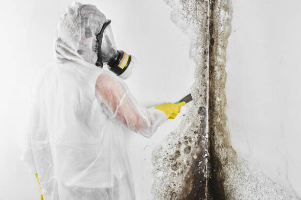 Best Commercial Mold Removal  in Ashland, WI
