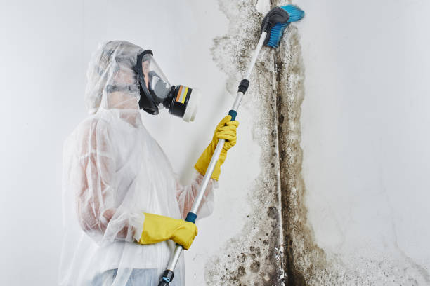 Best Residential Mold Removal  in Ashland, WI