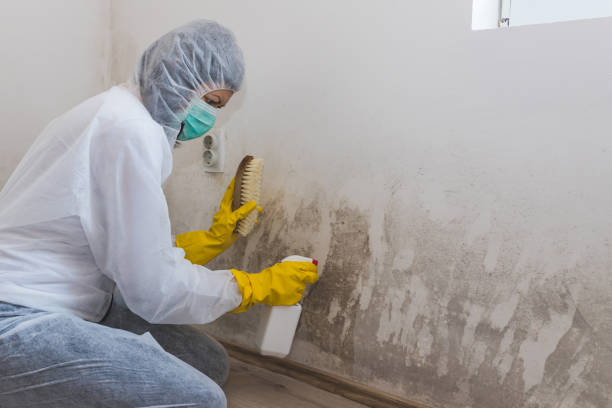 Best Home Mold Removal  in Ashland, WI