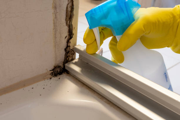 Best Affordable Mold Removal  in Ashland, WI