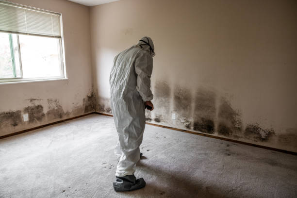 Ashland, WI Mold Removal Company