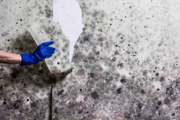 Best Mold Testing  in Ashland, WI
